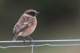 Stonechat, near Langbank, Clyde