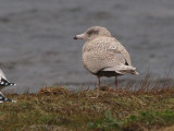Glaucous Gull, Arrochar, Clyde