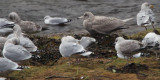 Glaucous Gull, Arrochar, Clyde