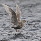 Glaucous Gull, Arrochar, Clyde