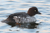 Goldeneye, Hogganfield Loch, Glasgow