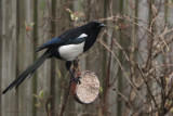 Magpie, Baillieston, Glasgow