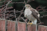 Sparrowhawk (female), Baillieston, Glasgow