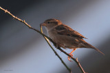 House Sparrow (female), Crail, Fife