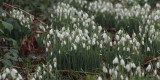 Snowdrops, Loch Lomond NNR