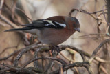 Chaffinch, RSPB Barons Haugh, Clyde