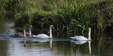 Mute Swan, Endrick Water-Loch Lomond NNR, Clyde