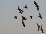 Glossy Ibis, Kommetjie, South Africa