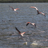 Greater Flamingo, Strandfontein-Cape Town, South Africa