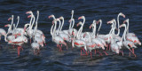 Greater Flamingo, Strandfontein-Cape Town, South Africa