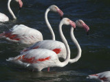 Greater Flamingo, Strandfontein-Cape Town, South Africa