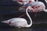 Greater Flamingo, Strandfontein-Cape Town, South Africa