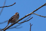 Hawfinch, Scone Palace, Perthshire