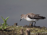Little Stint, Marievale, South Africa