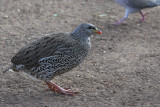 Natal Francolin, Kruger NP, South Africa