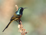 Orange-breasted Sunbird, Kirstenbosch Botanical Gardens, South Africa