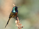 Orange-breasted Sunbird, Kirstenbosch Botanical Gardens, South Africa