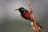 Orange-breasted Sunbird, Kirstenbosch Botanical Gardens, South Africa