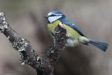 Blue Tit, RSPB Loch Garten, Highland