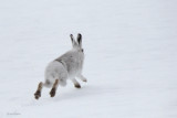 Mountain Hare, Coire an Lochan-Cairngorm, Highland