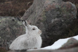 Mountain Hare, Coire an Lochan-Cairngorm, Highland