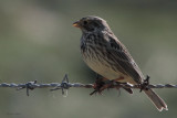 Corn Bunting, Balranald, North Uist