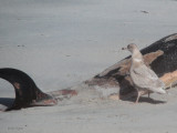 Glaucous Gull, Balranald, North Uist