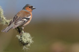 Chaffinch, RSPB Lochwinnoch, Clyde