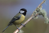 Great Tit, RSPB Lochwinnoch, Clyde