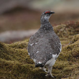 Ptarmigan, Coire an Lochan-Cairngorm, Highland