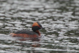 Slavonian Grebe, Speyside, Highland