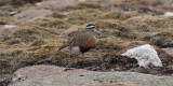 Dotterel on the Cairngorm plateau near top of  Cairn Lochan