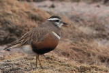 Dotterel on the Cairngorm plateau near top of  Cairn Lochan