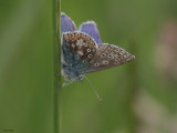 Common Blue, Cardowan Moss, Glasgow