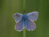 Common Blue, Cardowan Moss, Glasgow