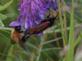 Six-spot Burnet moth, Cardowan Moss, Glasgow