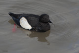 Black Guillemot, Longyearbyen, Svalbard