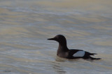 Black Guillemot, Alkefjellet, Svalbard