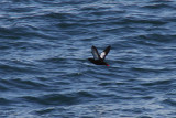 Black Guillemot, north of Svalbard