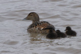 Northern Eider, Longyearbyen, Svalbard