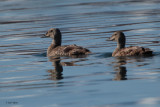 King Eider, Andyane, Svalbard