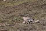 Pink-footed Goose, Longyearbyen, Svalbard