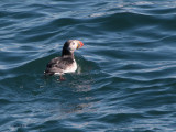 Puffin,Isfjorden, Svalbard