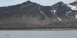 Walrus, Poolepynten, Svalbard