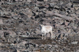 Reindeer, Raudfjorden, Svalbard