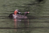 Little Grebe, Victoria Park-Glasgow, Clyde