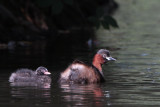 Little Grebe, Victoria Park-Glasgow, Clyde