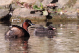 Little Grebe, Victoria Park-Glasgow, Clyde