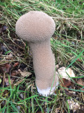 Gem-studded Puffball, Loch Lomond NNR