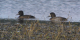 Greater Scaup with Tufted Duck, Crom Mhin Bay-Loch Lomond NNR, Clyde